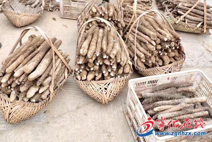 宁化曹坊镇:红土“金根”铺就乡村振兴致富路