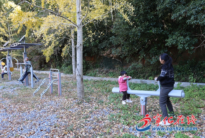 宁化:银杏披“金”美如画